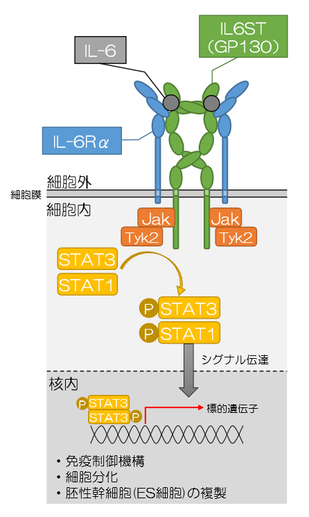 研究成果】免疫の異常を引き起こす新しい遺伝子変異を発見 〜患者DNAや